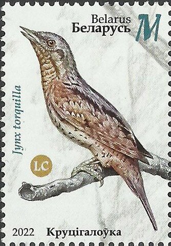 Eurasian Wryneck (Jynx torquilla)