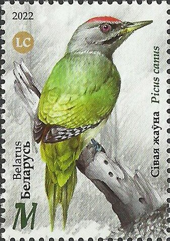 Grey-Headed Woodpecker (Picus canus)