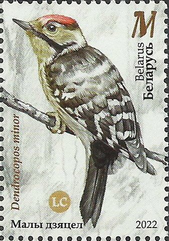 Lesser Spotted Woodpecker (Dryobates minor)