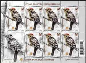 Mini Sheet, Lesser Spotted Woodpecker (Dryobates minor), Belarus,  , Woodpeckers
