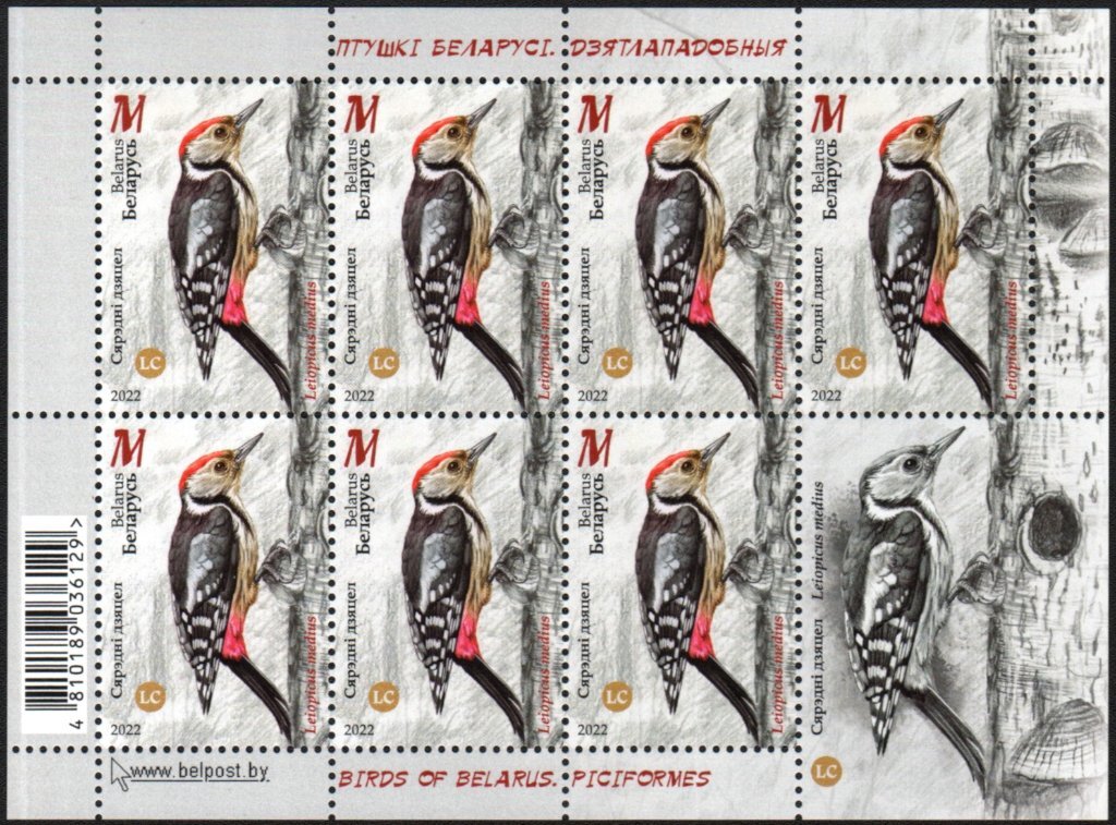 Middle Spotted Woodpecker (Leiopicus medius)