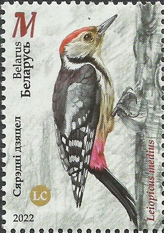 Middle Spotted Woodpecker (Leiopicus medius)