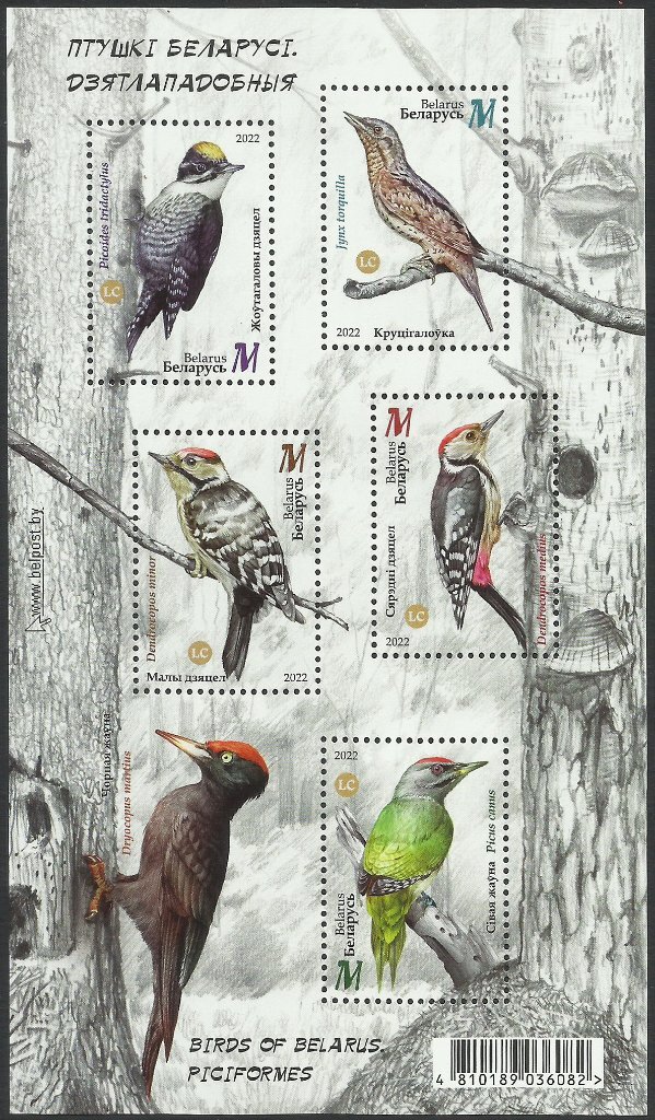 Woodpeckers of Belarus
