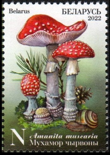 Fly Amanita (Amanita muscaria)