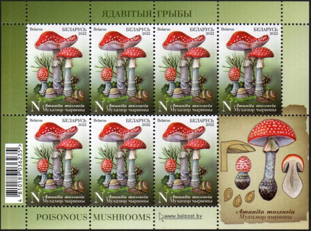 Fly Amanita (Amanita muscaria)