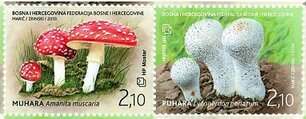 Mushrooms