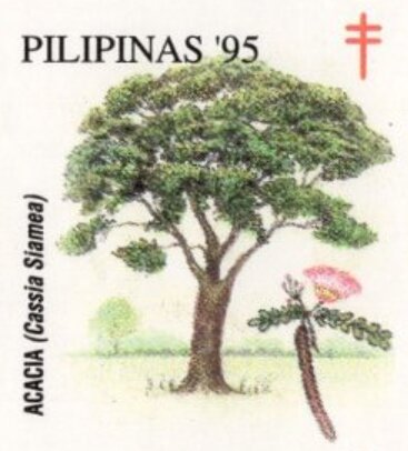 Acacia