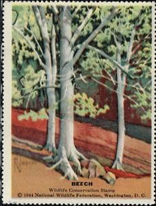 Stamp, Beech, Cinderellas,  , Trees