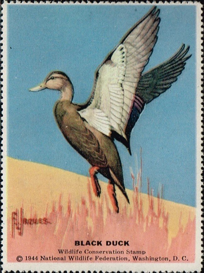 Black Duck