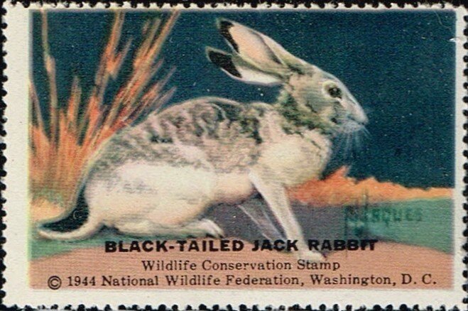 Black-Tailed Jack Rabbit