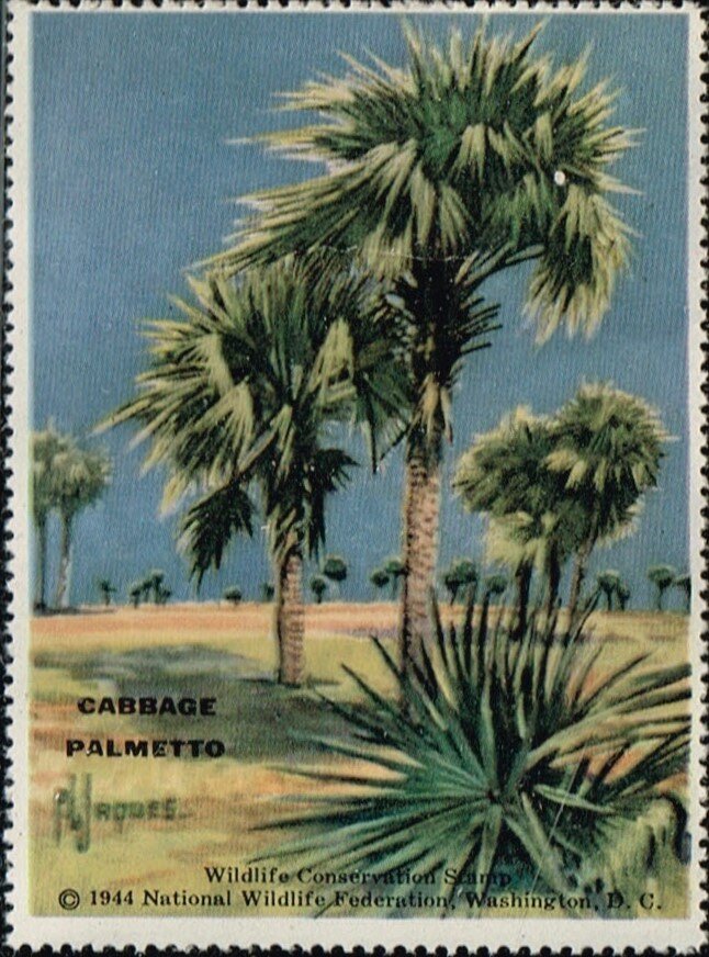 Cabbage Palmetto