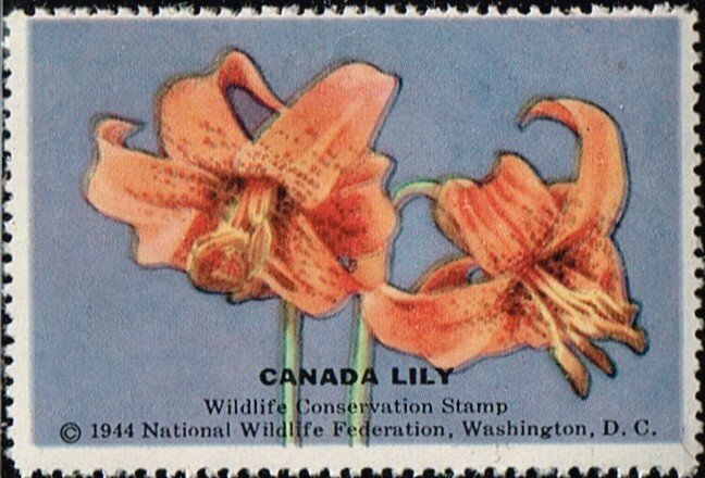 Canada Lily