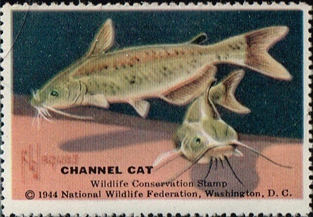 Channel Cat