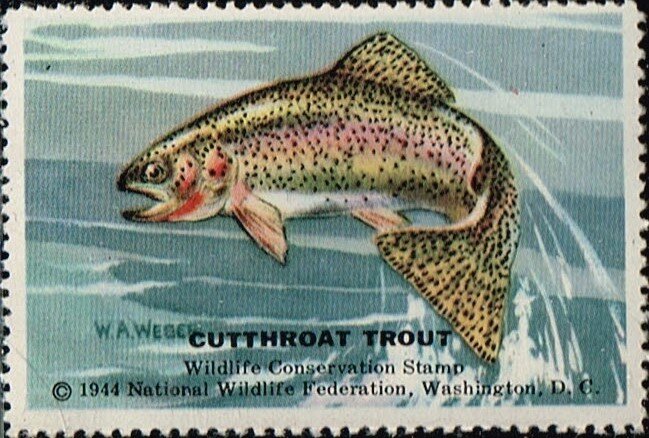 Cutthroat Trout