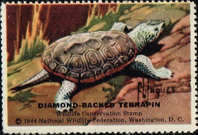 Diamond Backed Terrapin