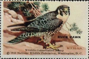 Stamp, Duck Hawk, Cinderellas,  , Birds