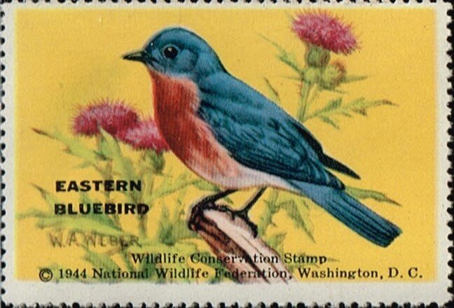 Eastern Bluebird