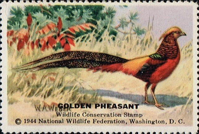 Golden Pheasant
