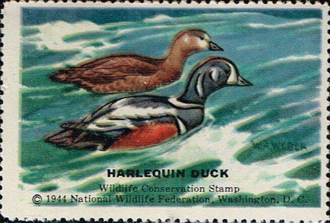 Harlequin Duck