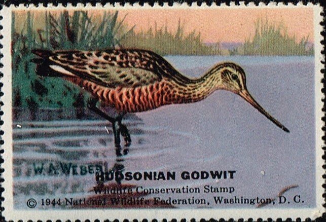 Hudsonian Godwit