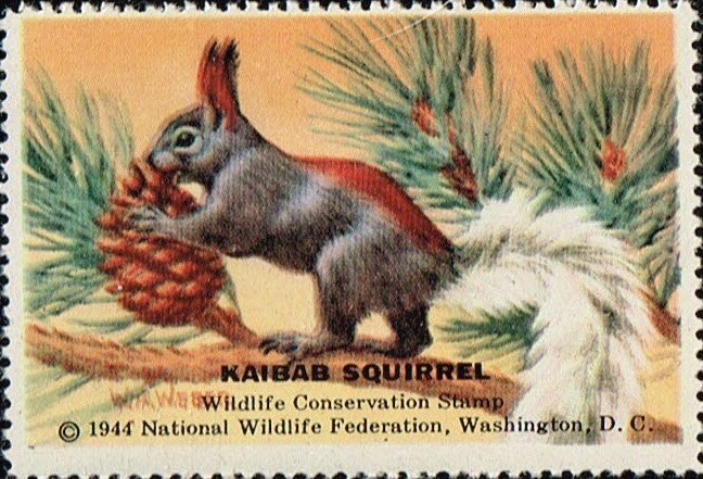Kaibab Squirrel