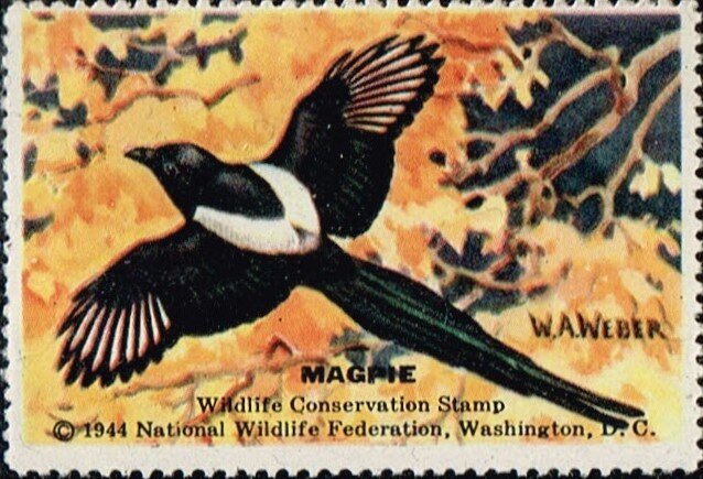 Magpie