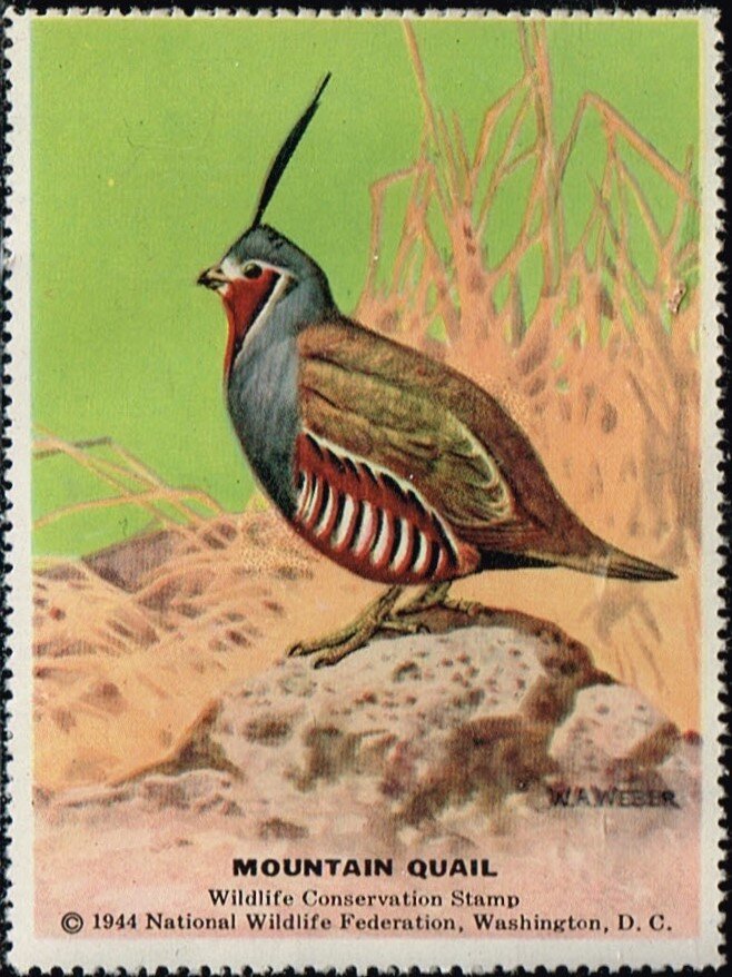 Mountain Quail