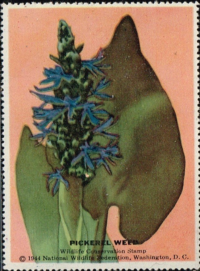 Pickerel Weed
