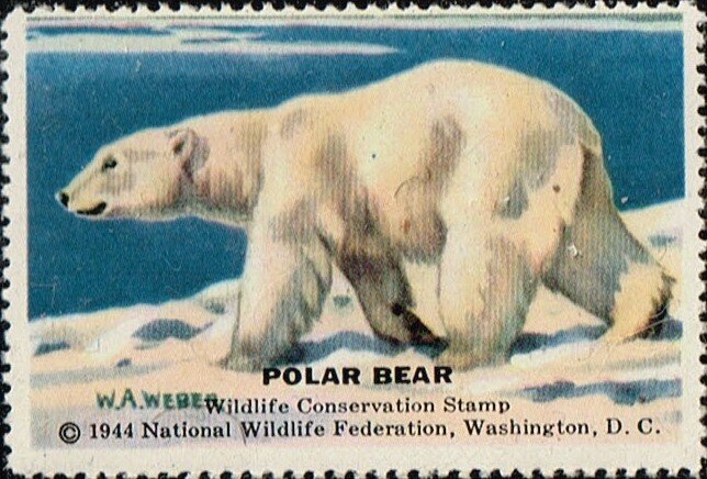 Polar Bear