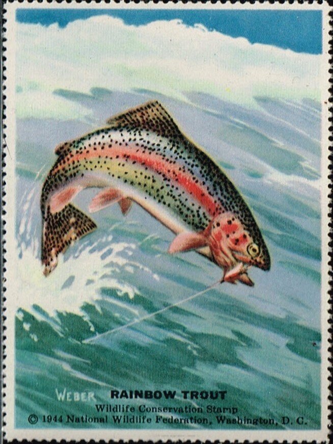 Rainbow Trout