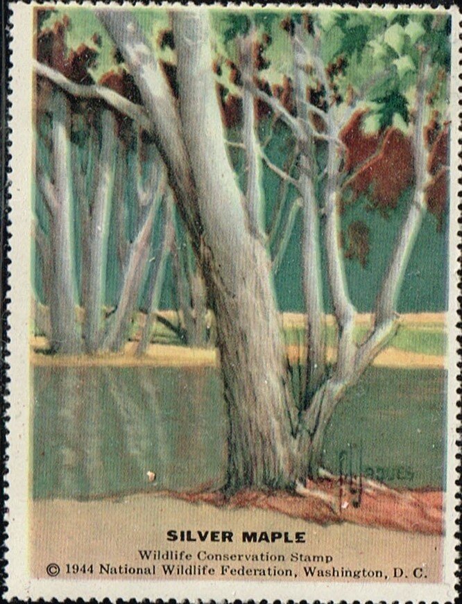 Silver Maple