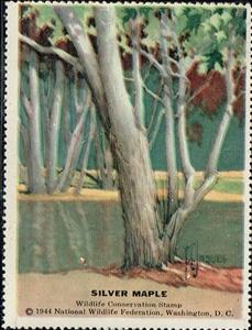 Stamp, Silver Maple, Cinderellas,  , Trees