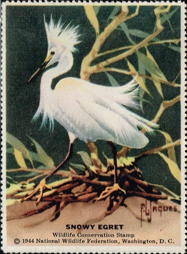 Snowy Egret