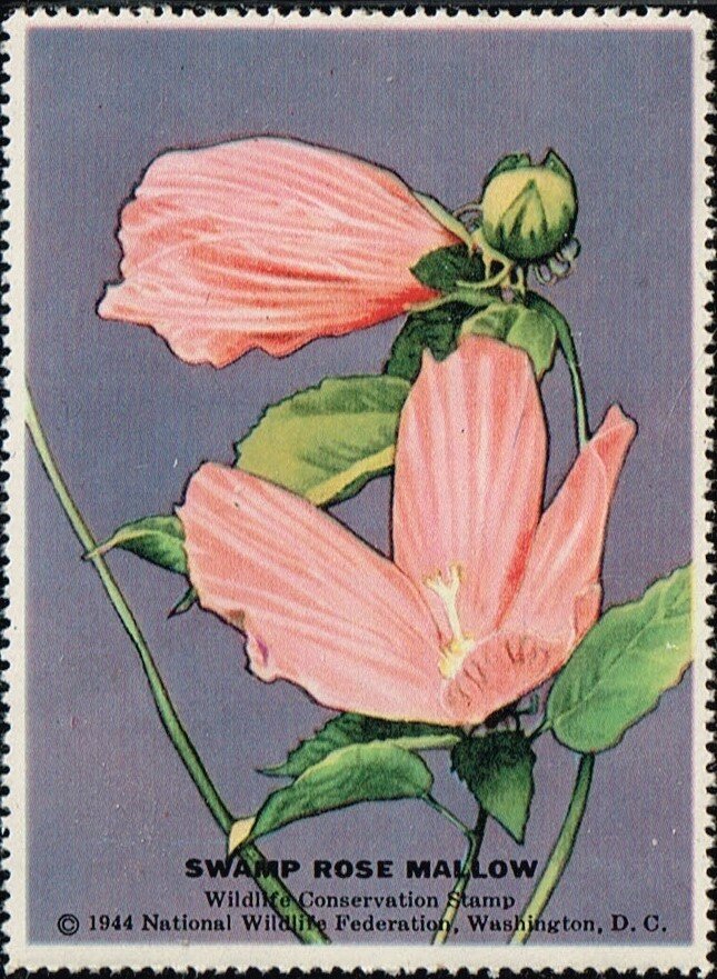 Swamp Rose Mallow