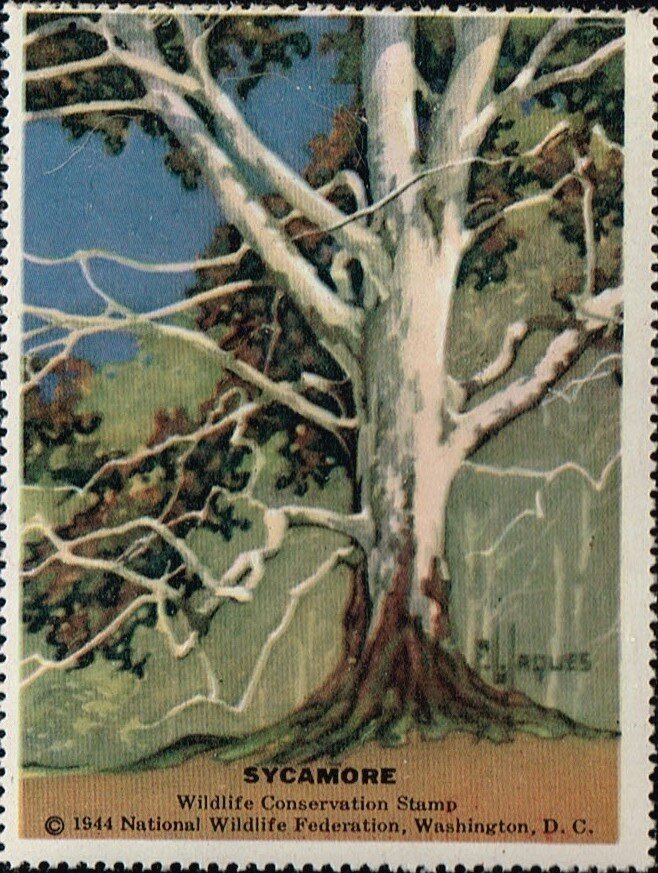 Sycamore