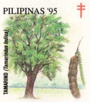 Tamarind