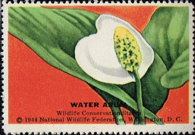 Water Arum