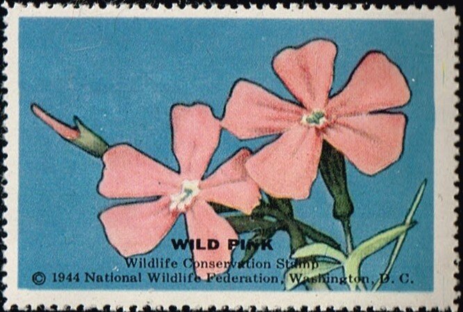 Wild Pink