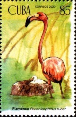 Stamp, American flamingo (Phoenicopterus ruber), Cuba,  , Animals (Fauna), Birds, Flamingos