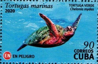 Green sea turtles (Chelonia mydas)