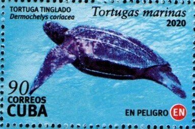 Leatherback sea turtle (Dermochelys coriacea)
