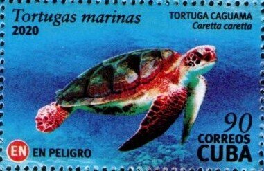 Loggerhead sea turtle (Caretta caretta)