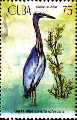 Reddish egret (Egretta rufescens)