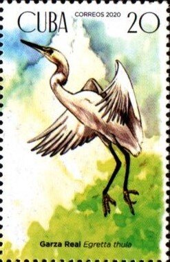 Snowy egret (Egretta thula)