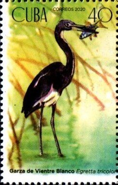 Tricolored heron (Egretta tricolor)