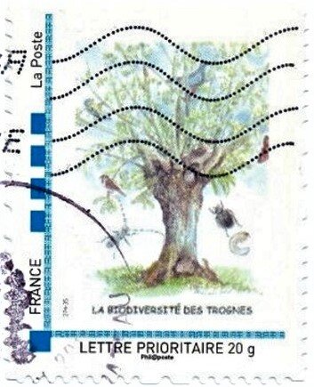 Coppiced Tree. Biodiversite des Trognes