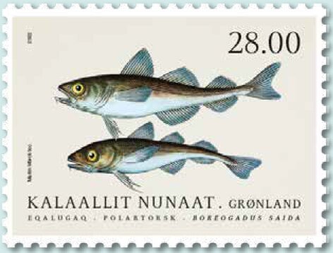 Arctic Cod (Boreogadus saida)