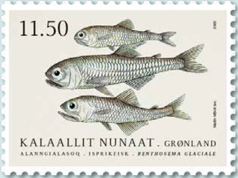 Glacier Lantern Fish (Benthosema glaciale)