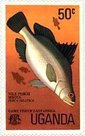 Nile perch (Lates niloticus)
