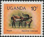 Impala (Aepyceros melampus)